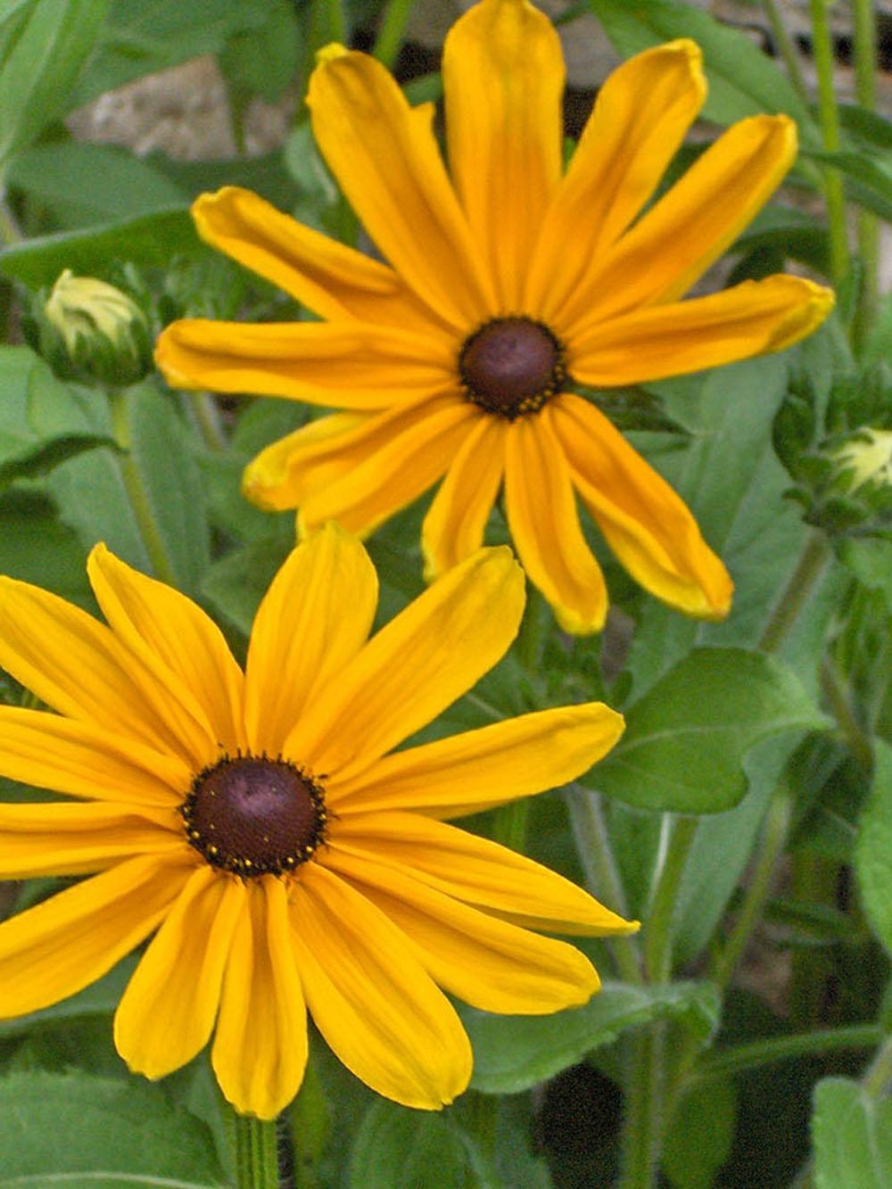 Black-Eyed Susan